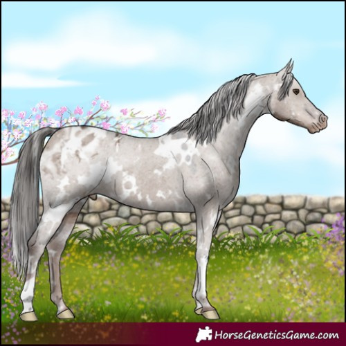 Horse Color:White Spotted Liver Red Dun Appaloosa 
