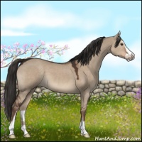 Horse Color:Liver Red Dun Sabino 