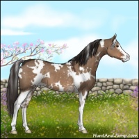 Horse Color:White Spotted Liver Red Dun