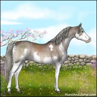 Horse Color:Liver Chestnut Splash 