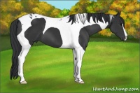 Horse Color:Black Tobiano 