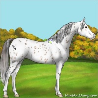 Horse Color:White Spotted Bay Dun Sabino Appaloosa 