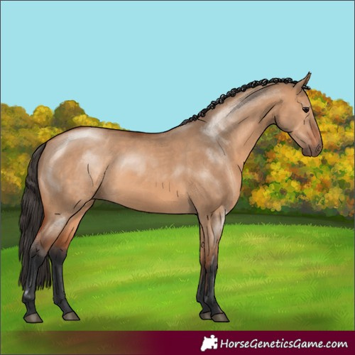 Horse Color:Bay Dun