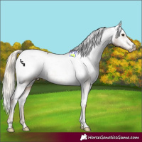 Horse Color:White Spotted Chocolate Palomino Snowcap 