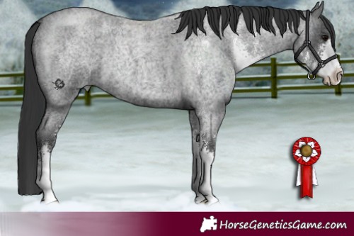 Horse Color:Blue Roan Sabino 