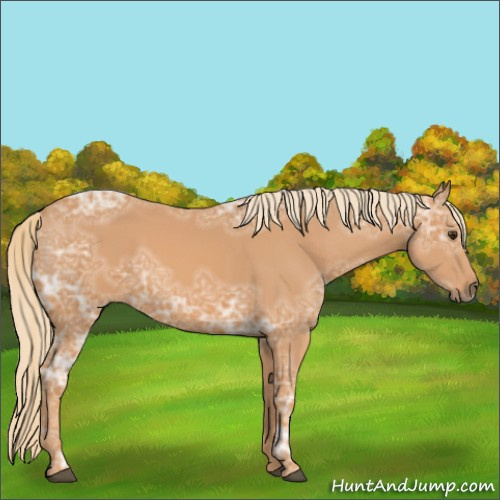 Horse Color:Chestnut Ice