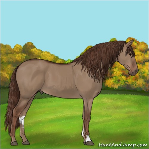 Horse Color:Liver Red Dun 