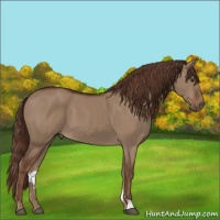 Horse Color:Liver Red Dun 