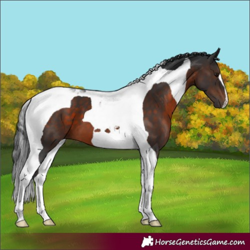 Horse Color:Brown Tobiano