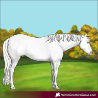 Horse Color:Perlino Ice Appaloosa 