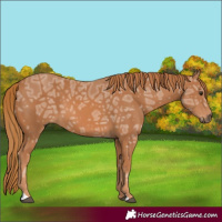 Horse Color:Chestnut Ice 