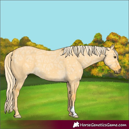 Horse Color:Palomino Ice Dun 