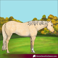 Horse Color:Palomino Ice Dun 
