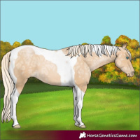 Horse Color:Palomino Ice Pearl Tobiano 