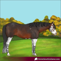 Horse Color:Brown Splash