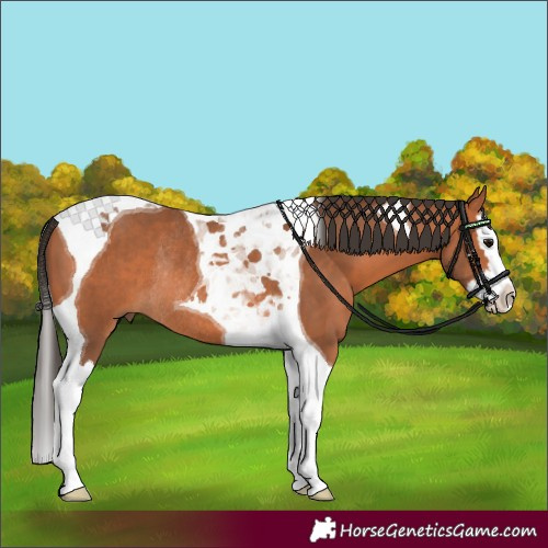 Horse Color:Bay Splash Tobiano Rabicano