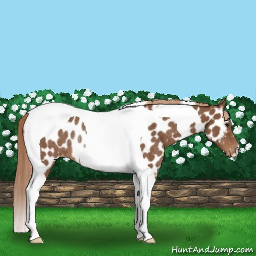 Horse Color:Chestnut Tobiano Appaloosa Rabicano
