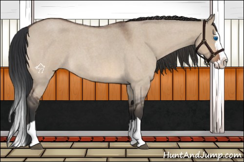 Horse Color:Bay Roan Dun Splash