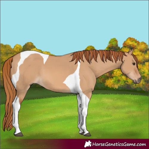 Horse Color:Red Dun Tobiano 