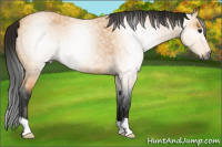 Horse Color:Gray Buckskin Roan 