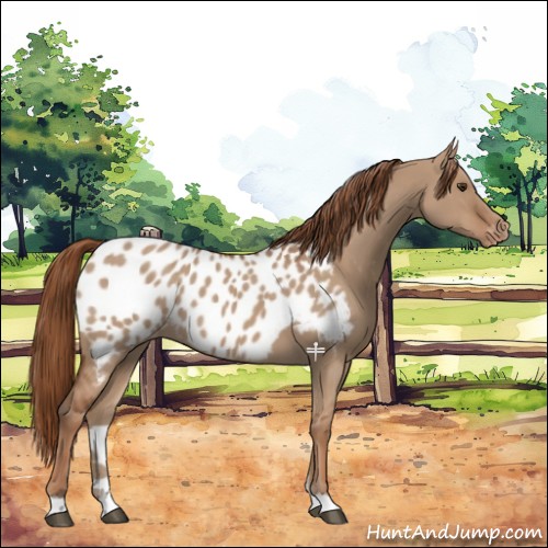 Horse Color:Red Dun Near Leopard 