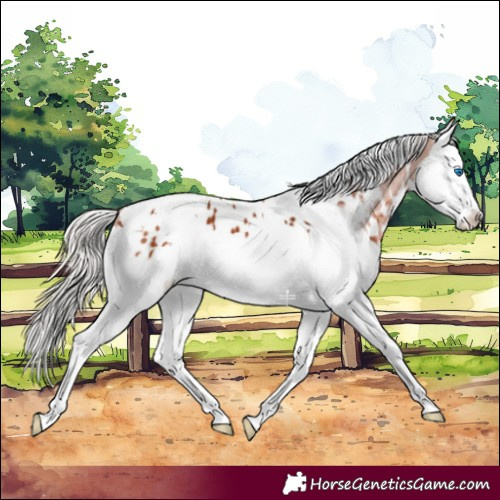 Horse Color:White Spotted Silver Bay Splash Appaloosa 