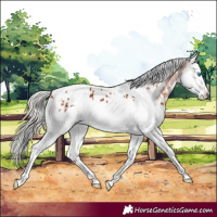 Horse Color:White Spotted Silver Bay Splash Appaloosa 