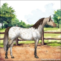 Horse Color:White Spotted Bay Dun Appaloosa 