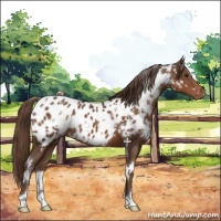 Horse Color:White Spotted Liver Chestnut Appaloosa 