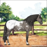 Horse Color:Grullo Snowcap 