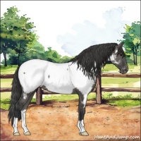 Horse Color:Grullo Near Fewspot 