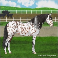 Horse Color:Bay Appaloosa 
