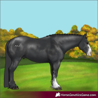Horse Color:Black Sabino