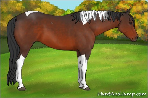 Horse Color:Bay Sabino Tobiano 