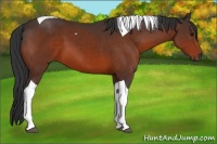 Horse Color:Bay Sabino Tobiano 