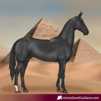 Horse Color:Black 