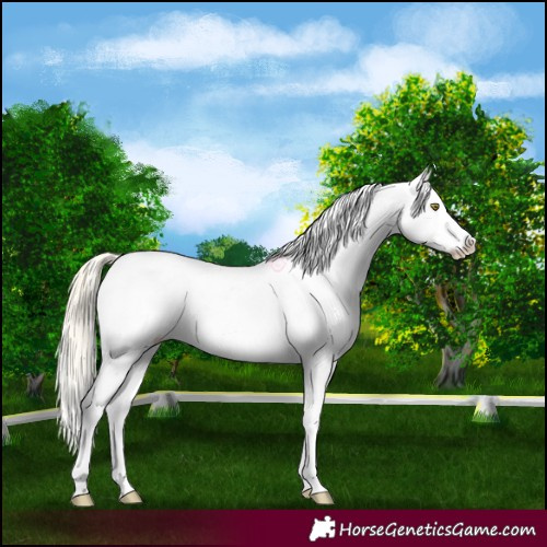 Horse Color:Palomino Roan Splash Snowcap
