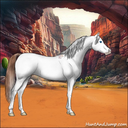 Horse Color:White Spotted Chestnut Splash Appaloosa 