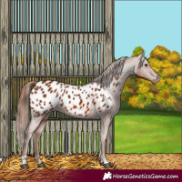 Horse Color:Chestnut Appaloosa 