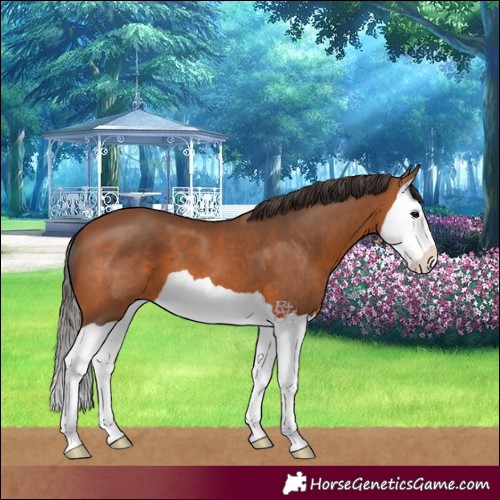 Horse Color:Bay Splash 