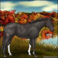 Horse Color:Smoky Black