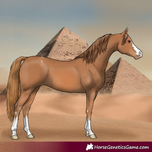 Horse Color:Chestnut Varnish 