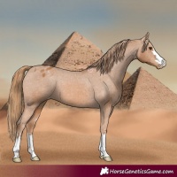 Horse Color:Chestnut Appaloosa 