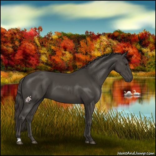 Horse Color:Smoky Black