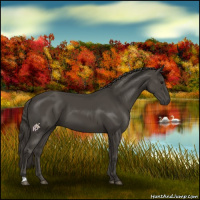 Horse Color:Smoky Black