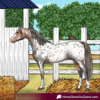 Horse Color:Bay Appaloosa 