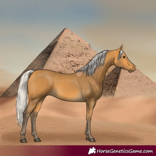 Horse Color:Silver Buckskin 