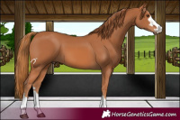 Horse Color:Chestnut 