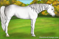 Horse Color:Gray Silver Bay Splash 