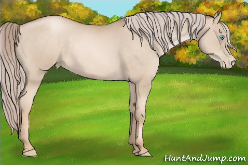 Horse Color:Chocolate Palomino Pearl